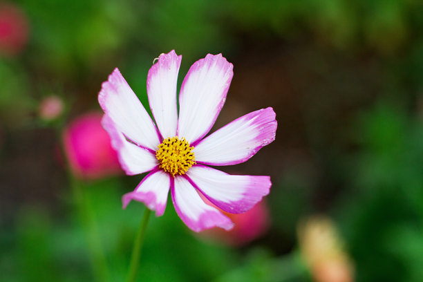 白色宇宙花带粉色边缘 - 明亮的夏季花园照片图片下载