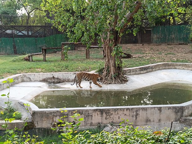 聚焦于老虎的照片图片下载