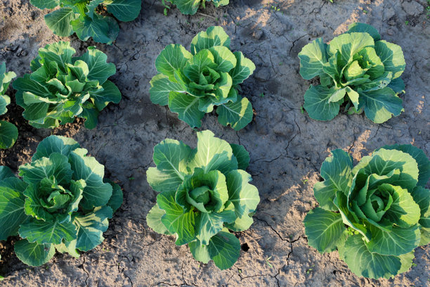 年轻的卷心菜在花坛中生长，展现了蔬菜的新鲜和自然生长。植物周围的土壤有裂缝，形成了有趣的纹理。这张照片非常适合与园艺、农业和健康食品相关的主题。图片下载