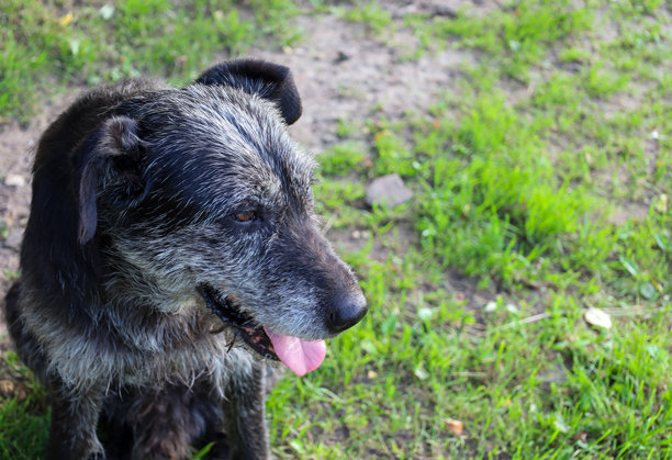 这只黑狗有着灰色的嘴巴，坐在绿色的草地上，专注地看向一侧。这张照片完美地传达了动物的性格和年龄，适合用于关于宠物、乡村生活和忠诚的主题。图片下载