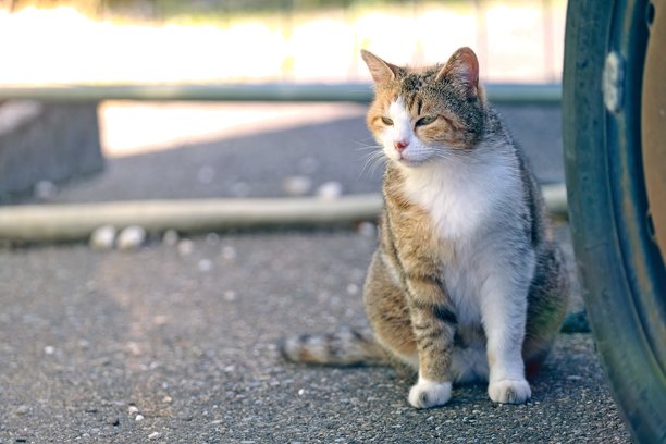 可爱的流浪猫在后院晒太阳。横向图片，留有空白区域。图片下载