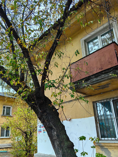 一栋两层的旧黄色公寓楼，旁边有一棵黄绿色叶子的树，远处是相同的两层房屋。秋天。俄罗斯。下诺夫哥罗德。斯特里尔科瓦街。2024年10月。照片。图片下载