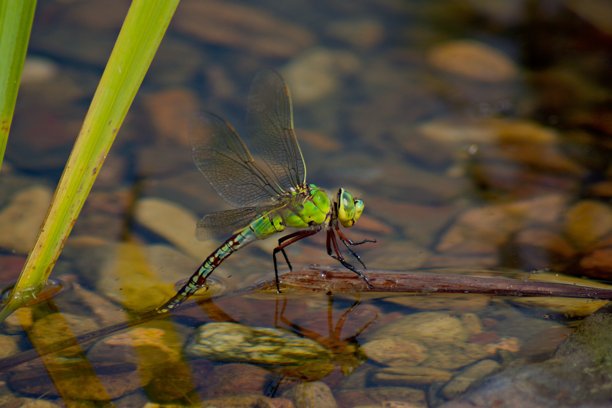 特写镜头展示了大帝蜻蜓（Anax imperator）的详细身体和翅膀。这是一张宏观昆虫照片，具有清晰的焦点和自然光照。图片下载