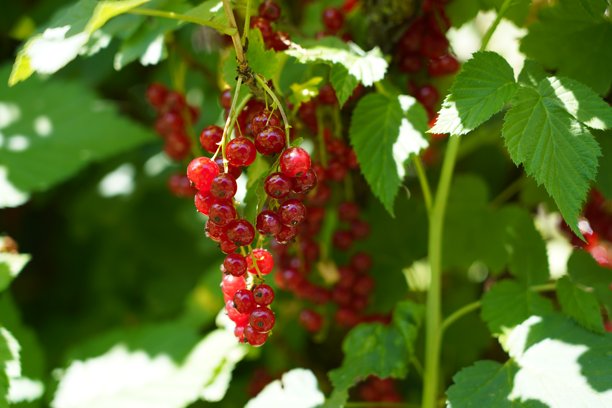 红醋栗果实挂在树枝上。成熟的醋栗果实在被采摘前悬挂在树枝上。一棵结满成熟果实的红醋栗灌木。红树莓在树枝上的特写照片。图片下载