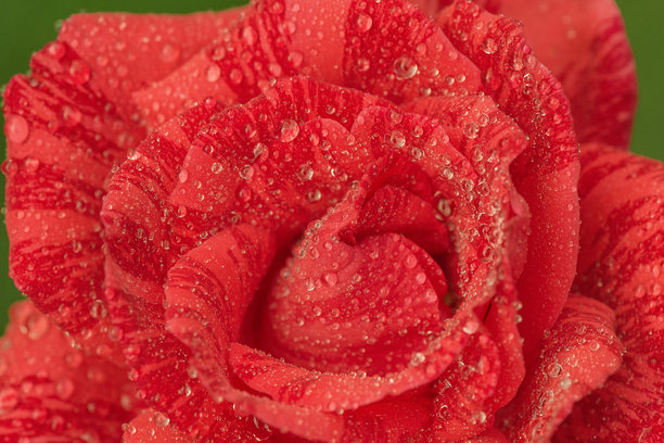 红玫瑰与水滴的特写背景照片。图片下载