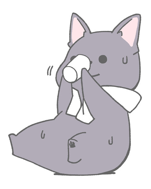 黑色法国斗牛犬坐着喝水图片下载