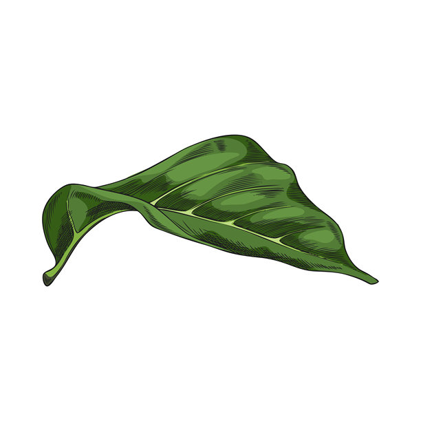 诺尼果树叶子素描矢量图标，手绘热带莫林达果绿叶，药用植物图片下载