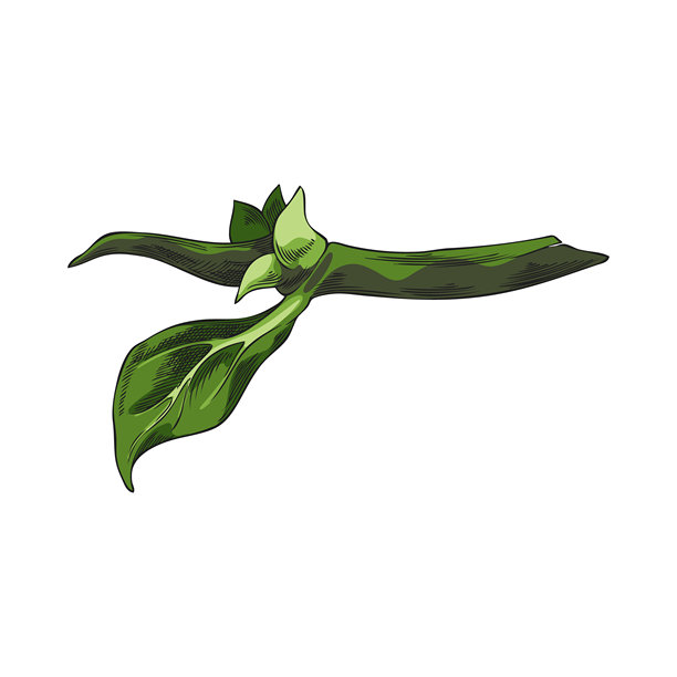 诺尼果树枝叶素描矢量图标，手绘热带莫林达果叶，药用植物图片下载