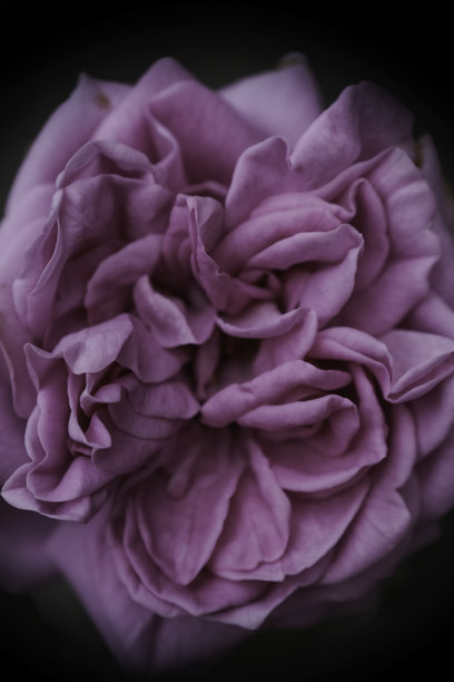 选择性聚焦，宏观照片中的紫色玫瑰在家庭花园中图片下载