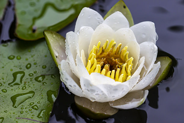 水面上的白色睡莲，带有水滴和雨水。色彩丰富的花朵照片。特写。自然光照。睡莲；白色睡莲；Nymphaea alba；莲花；Nymphaeaceae。图片下载