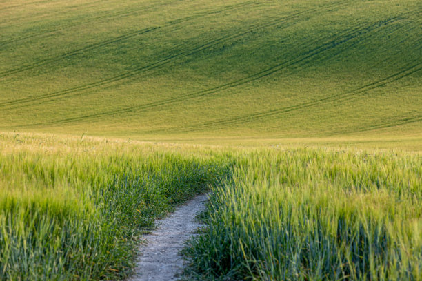 一幅全景照片，展示了萨塞克斯乡村的谷物田，田间有一条小路穿过。图片下载