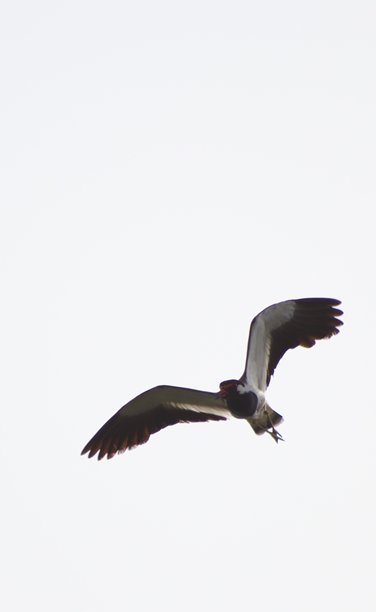 在纳尔萨罗瓦湖旅行时拍摄的美丽可爱的小白鹭鸟照片图片下载