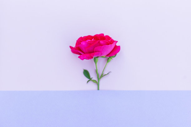 粉色玫瑰花蕾从紫色纸边缘冒出。留白空间。图片下载