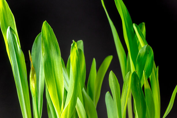 黑色背景下，玉米从土壤中生长的照片。玉米的叶子在镜头前生长。播种玉米种子。图片下载