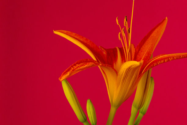 红色背景上的百合花盛开与生长的照片。图片下载