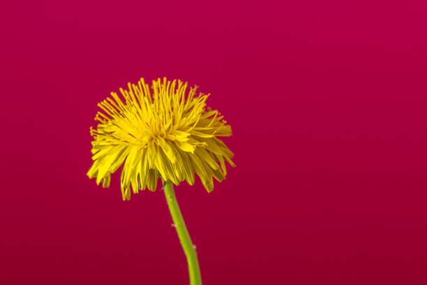 蒲公英花朵在红色背景上绽放和生长的照片。图片下载