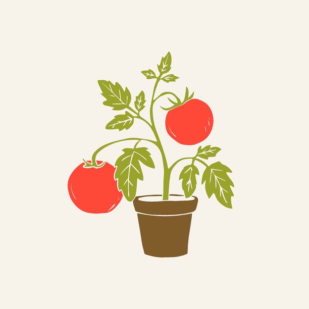 室内盆栽番茄植物。手绘矢量插图。图片下载