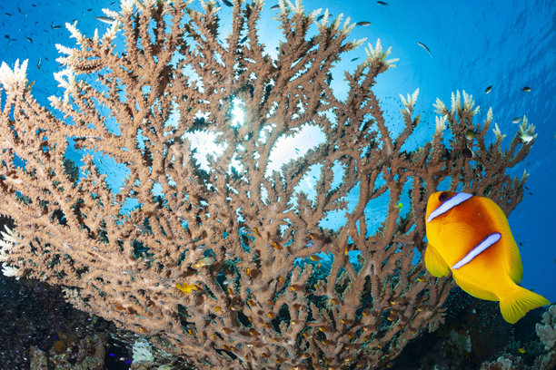 水下照片 珊瑚花园礁，海葵鱼 - 小丑鱼，桌状珊瑚，玻璃鱼，指状珊瑚，红海 海洋生物图片下载