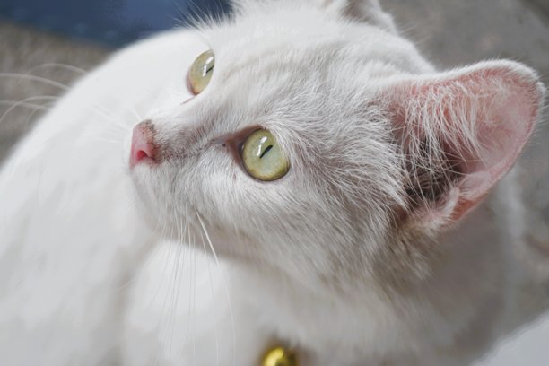 在路边玩耍的白猫照片图片下载