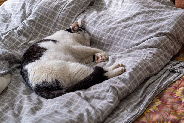 一只黑白相间的猫安静地侧卧在铺有厚床垫和床单的沙发上，享受着宁静的睡眠。宠物的休息与放松，家中的休闲区域。可爱有趣的照片。图片下载