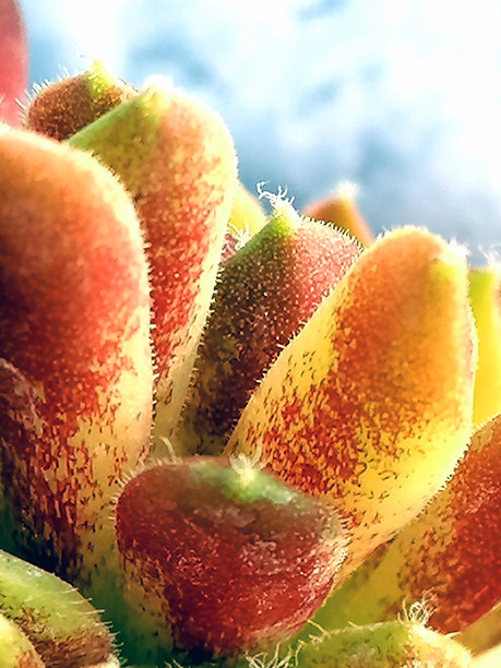 多肉植物特写宏观图像库存照片。多肉植物抽象特写库存照片。抽象植物特写库存照片。图片下载