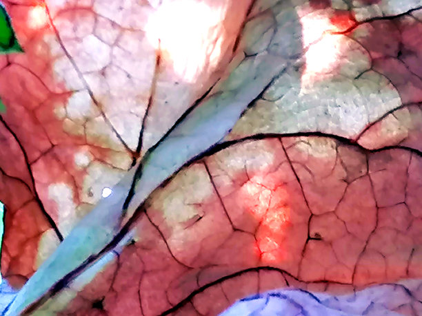 秋叶特写镜头库存照片。抽象多彩叶子特写库存照片。抽象植物特写库存照片。图片下载