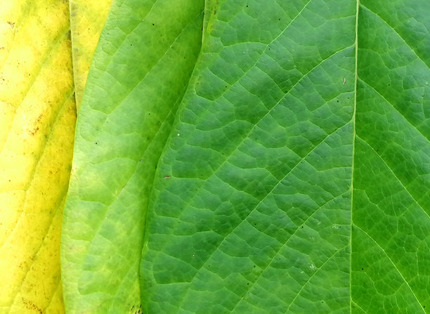 绿色和黄色的叶子特写库存照片。自然抽象特写库存照片。番木瓜叶子库存照片。阿西米纳三叶树叶库存照片。绿色和黄色叶子的细节库存照片。告别夏天库存照片。你好秋天库存照片。图片下载