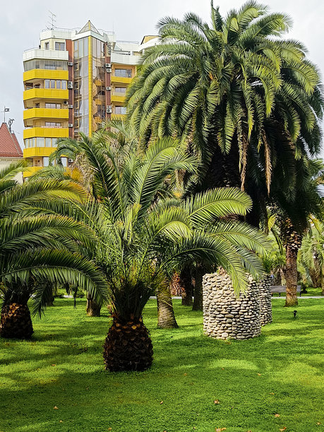 公园草坪上生长着许多枣椰树。俄罗斯索契的亚热带气候。竖版照片。图片下载