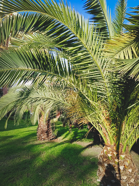 近距离拍摄的椰枣树绿叶。美丽的自然背景，竖版照片。图片下载