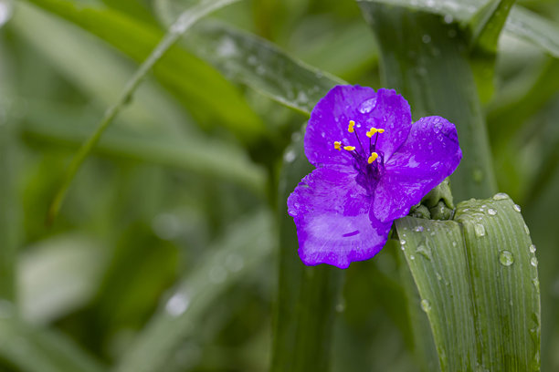 紫色的堇菜花在雨后带着水滴，背景模糊并有高光。色彩丰富的花卉照片。特写。自然光照。堇菜。维特罗基安娜。紫罗兰科。海班图斯。图片下载