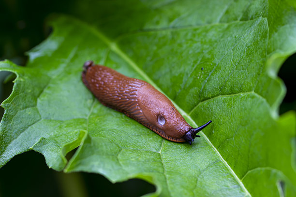 一只森林蜗牛在模糊背景中的绿色叶子上爬行。色彩丰富的软体动物特写照片。自然光照。蛞蝓。阿里昂蜗牛。滑行。蜗牛。森林蜗牛。图片下载