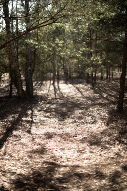这张照片展示了一条宁静的森林小径，柔和的阳光透过树木洒下，投射出长长的阴影在森林地面上，营造出一种宁静自然的氛围。图片下载