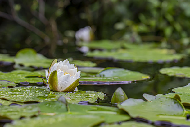水面上的白色睡莲与叶子相伴。模糊的背景。色彩斑斓的花朵照片。自然的自然。特写。自然光照。睡莲；白色睡莲；Nymphaea alba；莲花；Nymphaeaceae。图片下载