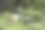 水面上的白色睡莲与叶子相伴。模糊的背景。色彩斑斓的花朵照片。自然的自然。特写。自然光照。睡莲；白色睡莲；Nymphaea alba；莲花；Nymphaeaceae。图片下载