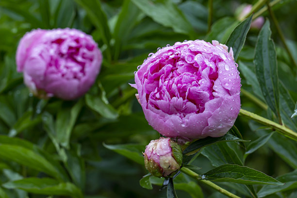 粉色牡丹花上沾有雨水的水滴，背景模糊且有高光。色彩丰富的花卉照片。特写。自然光照。牡丹。Paeonia officinalis。Paeoniaceae。图片下载