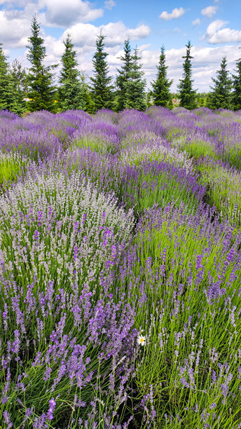 盛开的薰衣草田。开放空气中的薰衣草灌木。竖版照片。图片下载