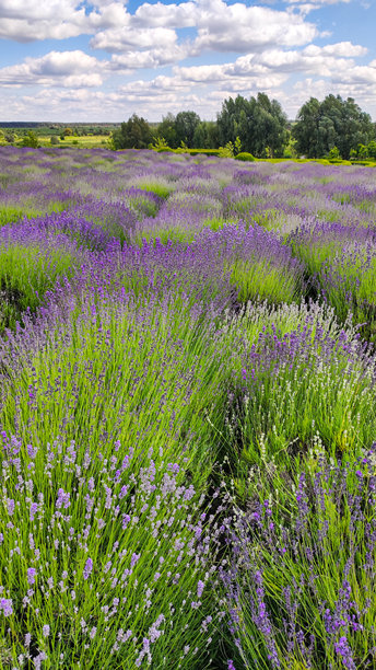 盛开的薰衣草田。开放空气中的薰衣草灌木。竖版照片。图片下载