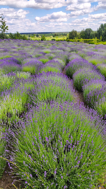 盛开的薰衣草田。开放空气中的薰衣草灌木。竖版照片。图片下载
