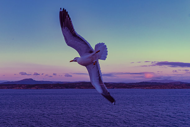 美丽的海浪照片 - 鸟儿在飞翔图片下载