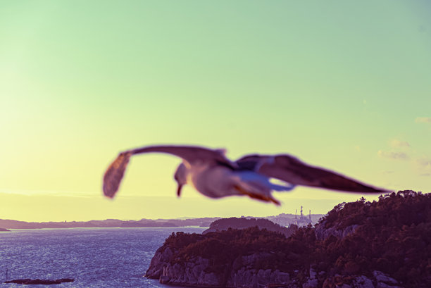 美丽的海浪照片 - 鸟儿在飞翔图片下载