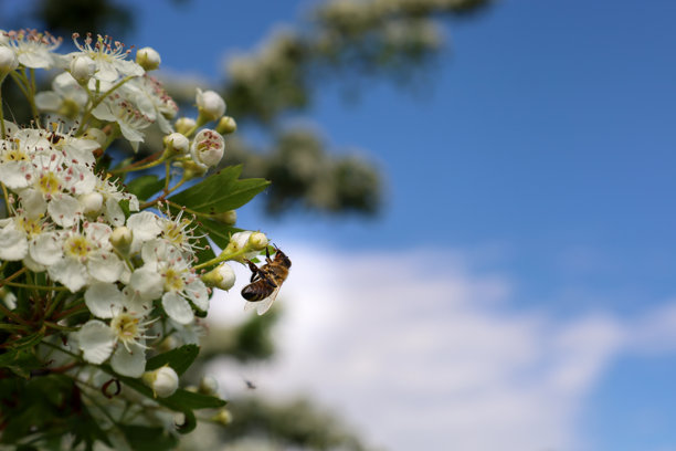 一只蜜蜂在明亮的蓝天和轻云下，积极地从树枝上娇嫩的白花中采集花蜜。这张微距照片捕捉了授粉的重要时刻，以及昆虫与乌克兰盛开自然之间的和谐。图片下载