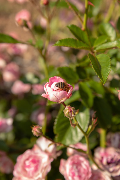 蜜蜂在粉色玫瑰花上采集花粉。自然照片图片下载