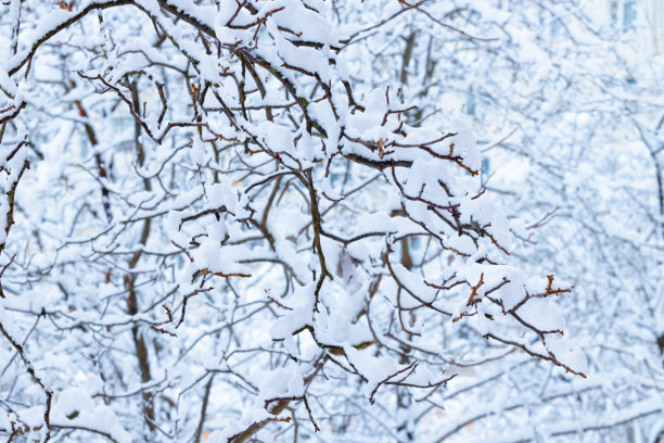 白色雪覆盖的树枝冬季抽象户外柔和风景概念图片图片下载