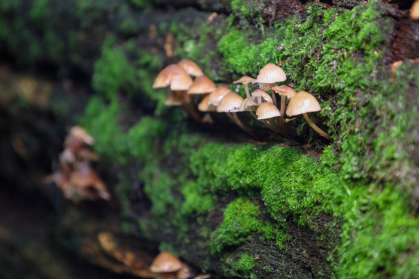 这张照片捕捉到一簇小蘑菇生长在覆盖苔藓的树干上，营造出神秘的森林氛围。非常适合用来展示与自然、生物多样性和森林环境相关的主题。图片下载