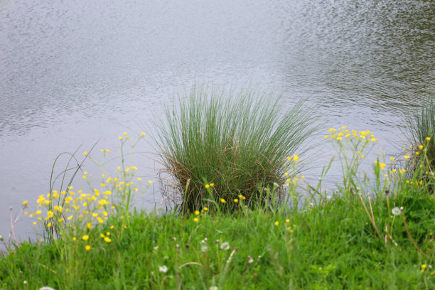 这张照片展示了一个宁静的乡村池塘，池塘边长着一丛高高的草。黄色的野花为平静的水面增添了生动的色彩，完美地传达了自然之美和宁静感。图片下载