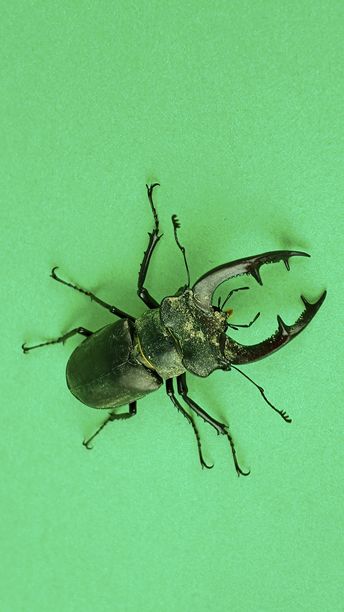 欧洲公鹿虫的特写照片，背景为绿色。欧洲公鹿虫，雄性。受威胁昆虫物种的概念。图片下载