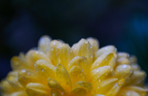 黄色背景上的水滴散景照片图片下载