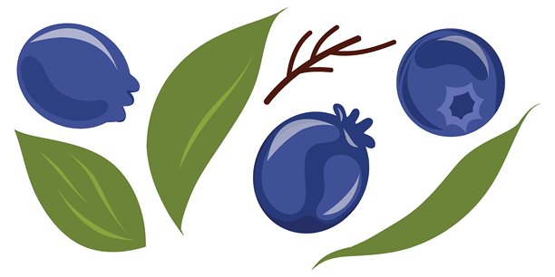 沙德莓的浆果和叶子，白色背景上的矢量图集。服务莓、萨斯卡通莓、六月莓、查克利莓、野生李子、伊尔加。图片下载