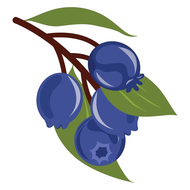 白色背景上的沙德莓树枝与浆果的矢量插图。服务莓、萨斯卡通莓、六月莓、查克利、野生李、伊尔加。图片下载