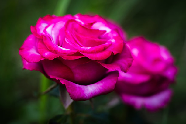 紫色玫瑰特写照片与软焦点图片下载